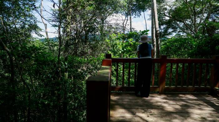 Recorrido por el sendero Espíritu del Bosque, en el Parque Nacional Soberanía.