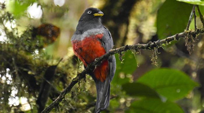 Un ‘trogon macena’, especie que forma aprte de la rica diversidad natural en el área.