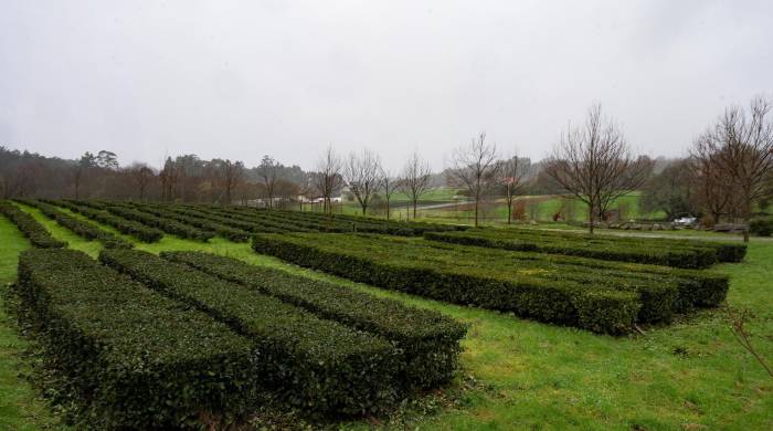 Una plantación de té ecológico en la localidad coruñesa de Paderne.