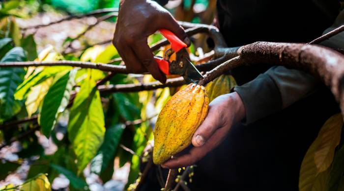 El cacao se encuentra entre las cuatro cadenas de valor prioritaria para las exportaciones panameñas.