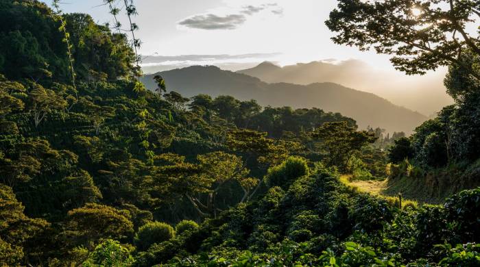 Cafetales de Finca Lérida en las montañas de Boquete.