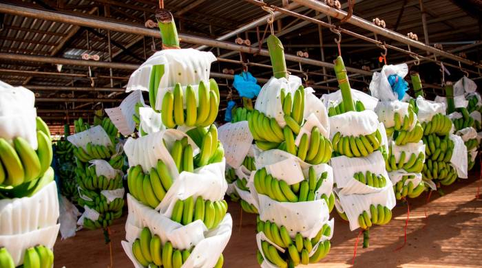 El banano se mantiene como el producto líder en nuestras exportaciones, representando el 14,5% del total.