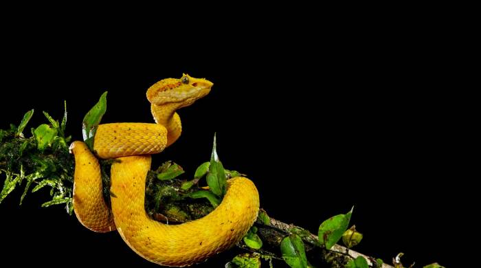 Bocaracá, serpiente arbórea venenosa.