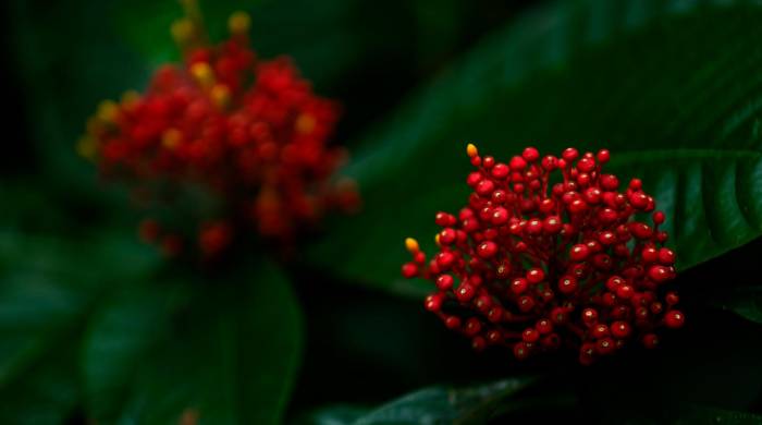 El Parque Nacional Soberanía alberga una diversidad de plantas.