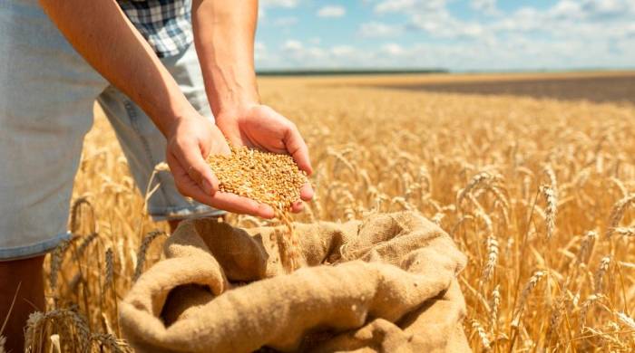 El incremento en la producción de cereales favorece la disminución de los precios.