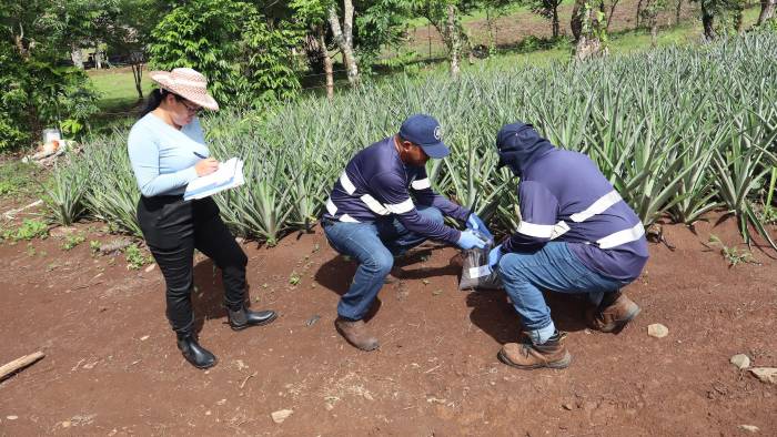 El equipo de investigadores en los campos de producción de piña.