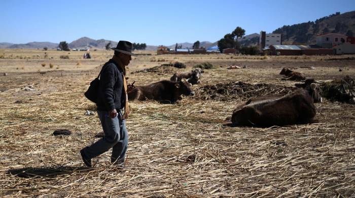 Fotografía de archivo de un poblador de Huarina caminando en medio de pastizales secos y ganado que descansa en inmediaciones del Lago Titicaca en Huarina (Bolivia).