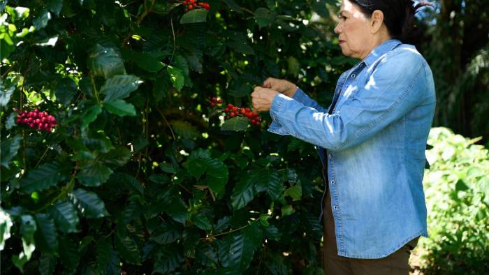 El café ha sido otro campo de estudio de la Dra. Vega.