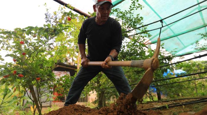 Un total de 300 mil productores del país serán empadronados en el octavo Nacional Agropecuario del Inec.