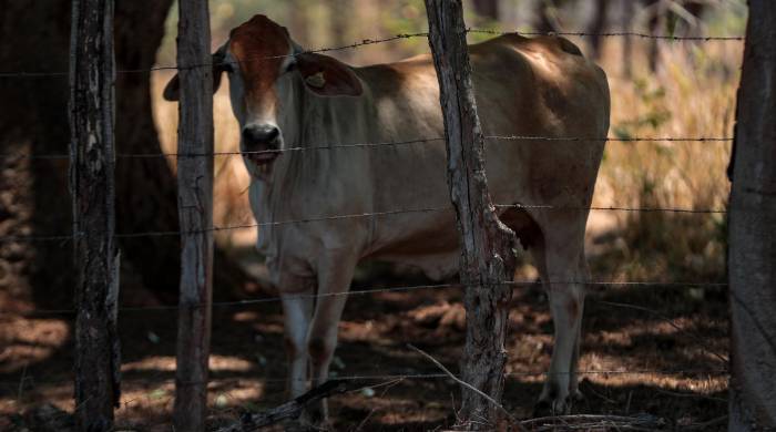 La actividad agropecuaria ha sido una de las más afectadas por el mal tiempo.