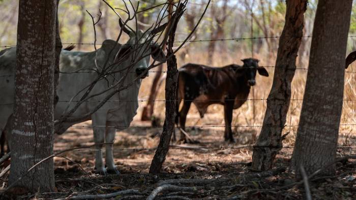 Los microbios se transmiten en el momento en que las vacas consumen agua contaminada.