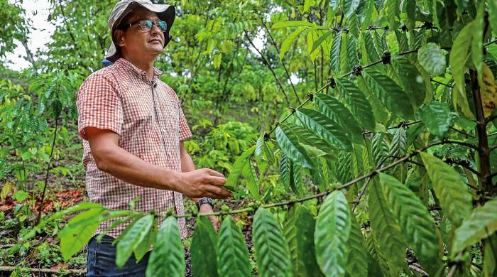 El productor Gustavo González examina uno de sus plantones de café robusta en su finca Adriana Victoria, ubicada en Tres Hermanas, de Capira.