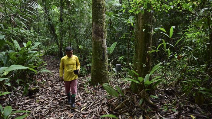 La reciente reactivación del comercio de caucheros ha proporcionado empleos a familias que alguna vez prosperaron durante el auge del caucho en la Amazonia, que colapsó a fines del siglo XX.