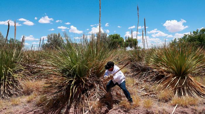 El jimador José Luis, corta una planta de sotol en los cultivos.