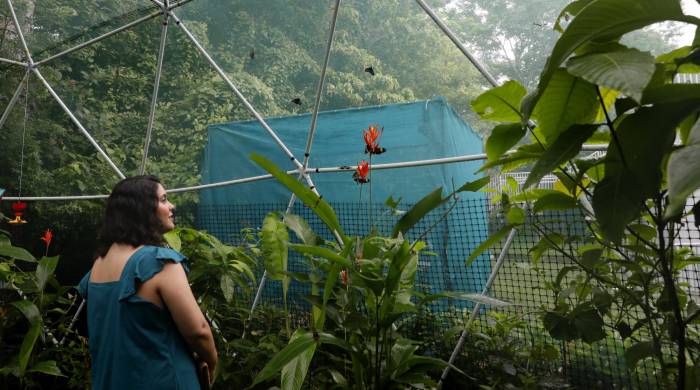 La exhibición fue producto del trabajo en conjunto con el laboratorio Gamboa Heliconius.