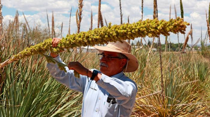 El profesor José Luis Palma, trabaja en los cultivos de sotol de la Facultad de Ciencias Agrícolas y Forestales de la Universidad Autónoma de Chihuahua.