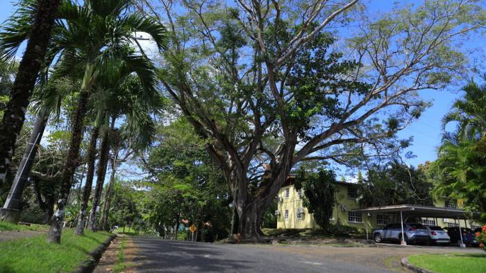 El corotú puede vivir entre 200 a 250 años.