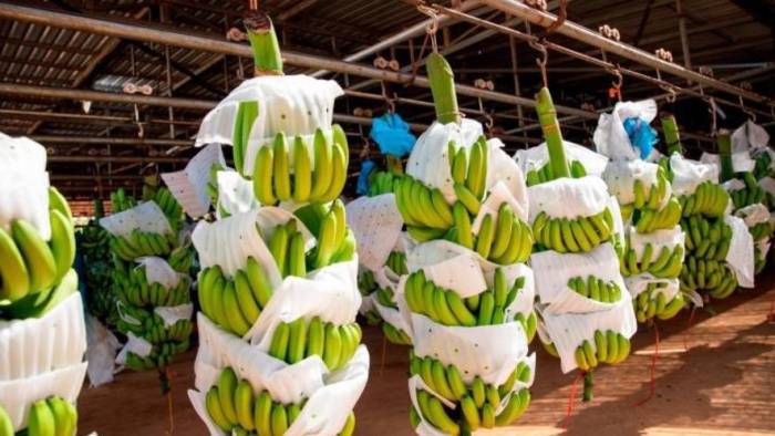 En Colombia se observó un descenso del 6% en los precios del banano