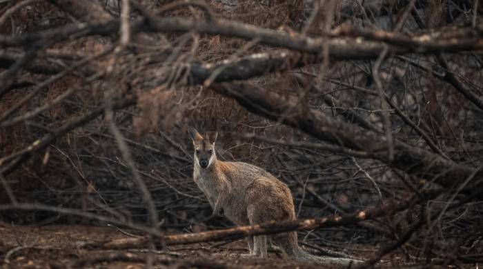Un ualabí de cuello rojo busca refugio entre matoralles quemados en Cobargo, Nueva Gales del Sur (Australia), en una imagen de archivo.