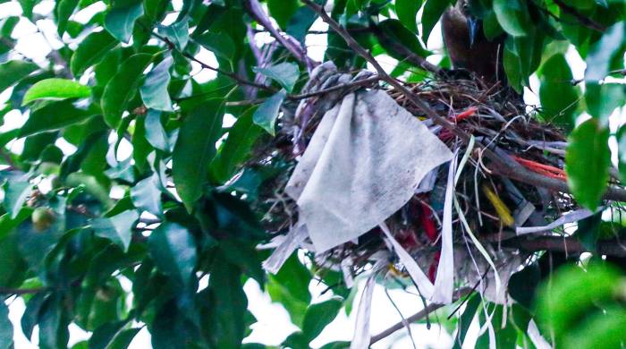 En medio de la ciudad, un ave se vale de fibras sintéticas para construir su nido.