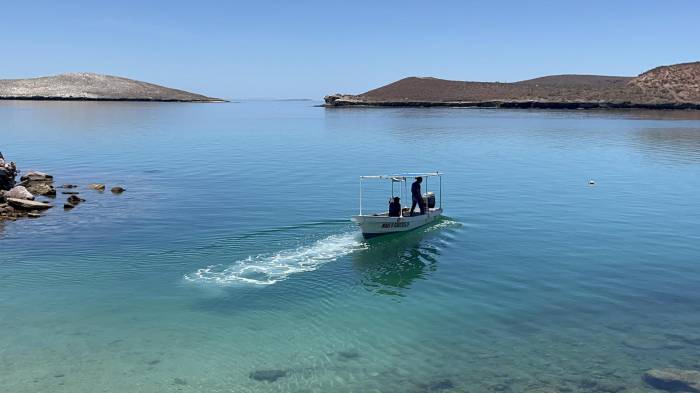 Fotografía de archivo donde se observa a ambientalistas en una playa cerca del puerto de Pichilingue, el 20 de julio de 2024, en La Paz, Baja California Sur (México).