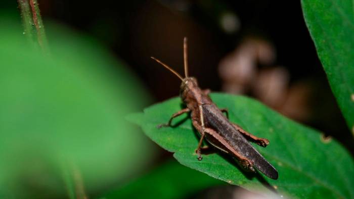 El saltamontes es uno de los insectos comunes en los parques.