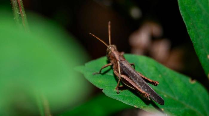 El saltamontes es uno de los insectos comunes en los parques.