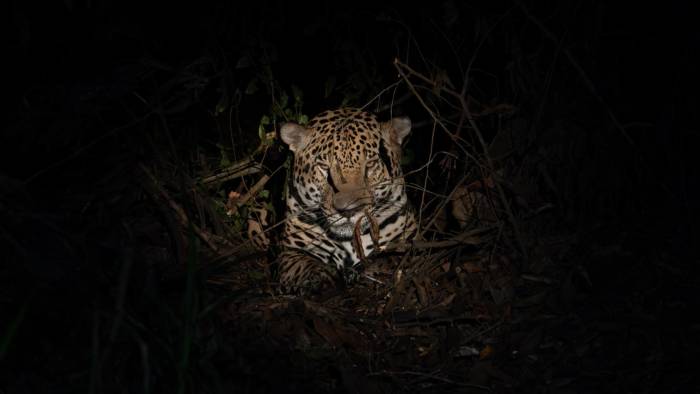 El jaguar tiene una alta presencia en la área este del país, que incluye las provincias de Panamá, Darién y la Comarca Guna Yala.