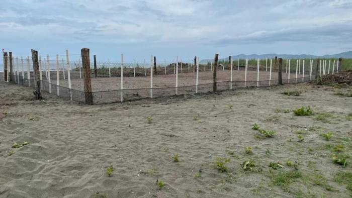 El lugar es un laboratorio natural ideal para estudios sobre la dinámica de poblaciones de tortugas marinas.