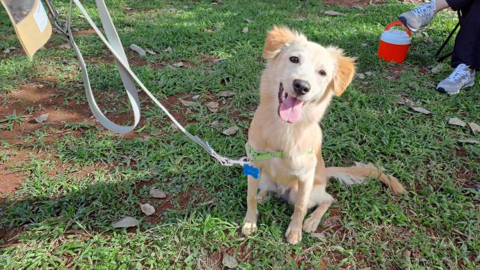 El adiestramiento canino ayuda a evitar problemas de conducta.