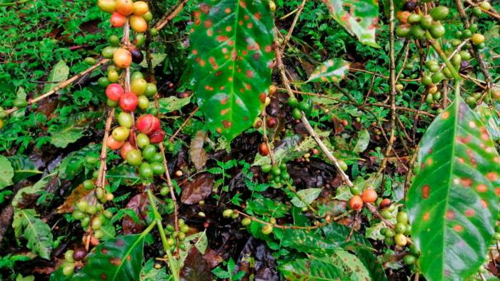 Con las últimas lluvias se han afectado 2.988,5 hectáreas de café.