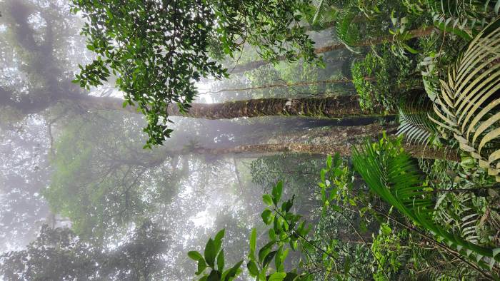 Estudiar los bosques de tierras altas es complicado por la logística y costos.