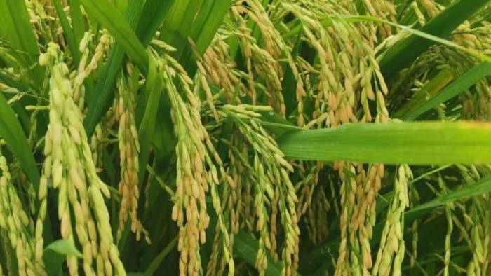 El IMA se comprometió a adquirir la producción de arroz disponible hasta el momento, que son 5.500 quintales.