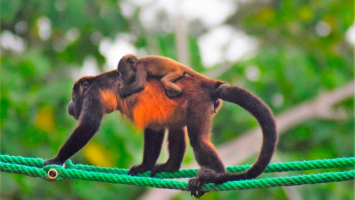 Cría de Mona aulladora usando puente mono en Quebrada Macho en Limones.