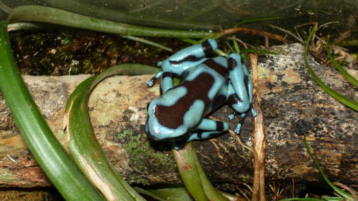 La rana verdinegra (Dendrobates auratus) es terrestre y tiene actividad diurna.