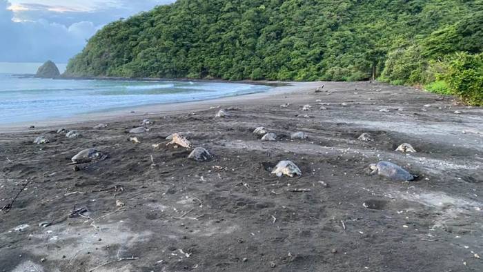 Este enclave natural ha ganado notoriedad en la última década por registrar el mayor número de anidaciones de tortugas en el país.