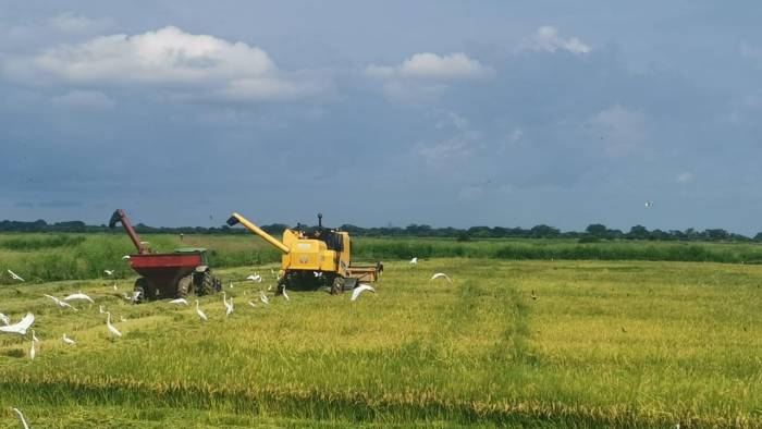 Para el ciclo agrícola 2023-2024 se tiene programado sembrar 92,757 hectáreas de arroz.