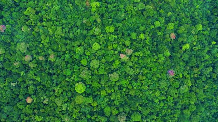 Imagen de dron que muestra parte de la Isla Barro Colorado.