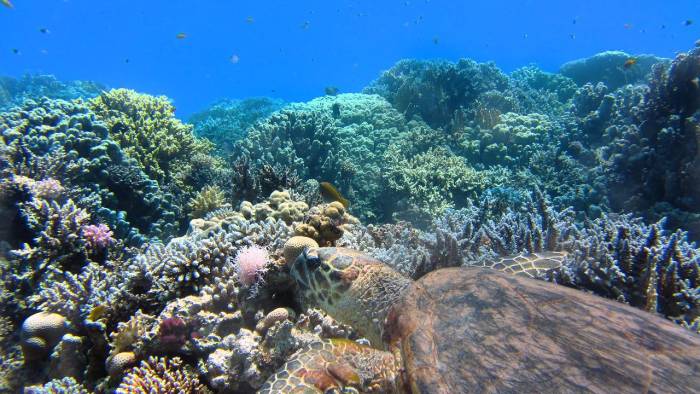 El cambio climático sigue siendo la principal amenaza para los corales que producen arrecifes y está devastando sus sistemas naturales.