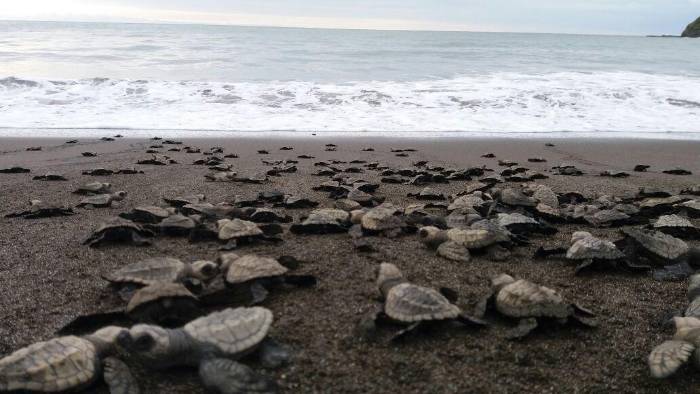 Miles de tortugas marinas llegan simultáneamente a la costa para desovar.