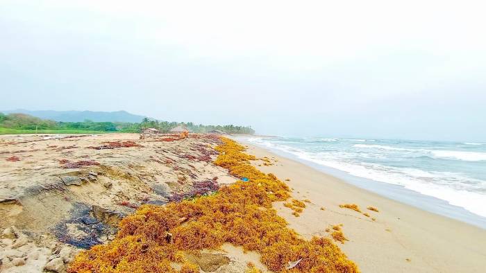 Sargazo en costas de Panamá