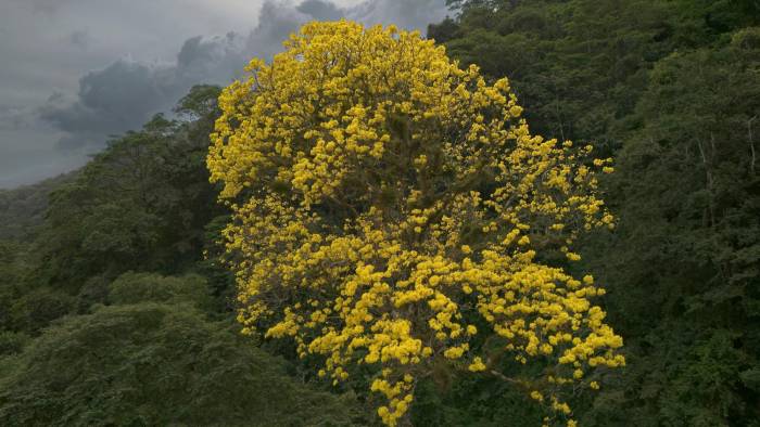 Árbol guayacán floreciendo en diciembre, fuera de temporada.