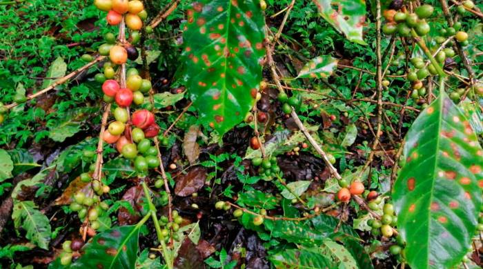 Con las últimas lluvias se han afectado 2.988,5 hectáreas de café.