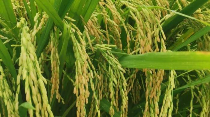 El IMA se comprometió a adquirir la producción de arroz disponible hasta el momento, que son 5.500 quintales.