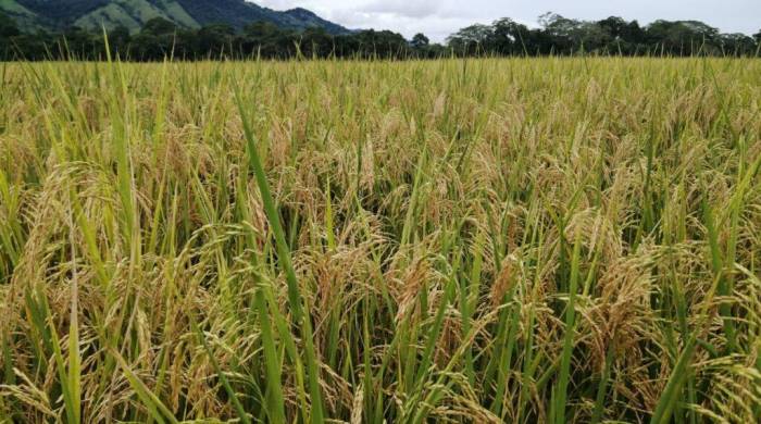 La Asociación Nacional de Molineros (Analmo) se comprometió a proveer al IMA el arroz de primera y de buena calidad necesario para abastecer la demanda hasta que comience la cosecha en septiembre.