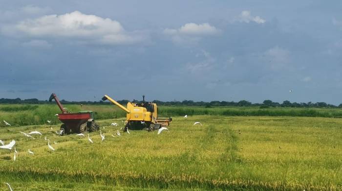 Para el ciclo agrícola 2023-2024 se tiene programado sembrar 92,757 hectáreas de arroz.