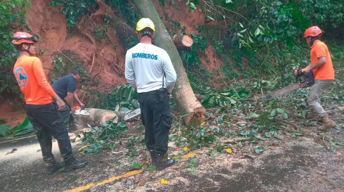 Equipos remueven un árbol caído para reabrir una vía.