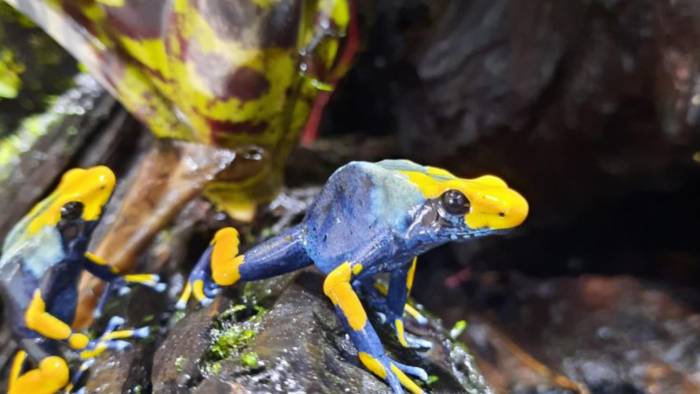 Imagen de una Boophis luciae, macho, Ambatovory, Madagascar.