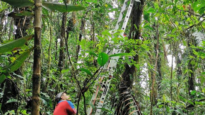 Proteger el bosque para conservar la rana ‘O. vicentei’