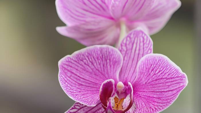 Existen 1,200 variedades de orquídeas en Panamá.